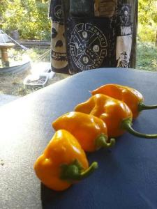 These are some Orange Habaneros that were gifted to me by the person standing in the background there. Thanks Dirt! 